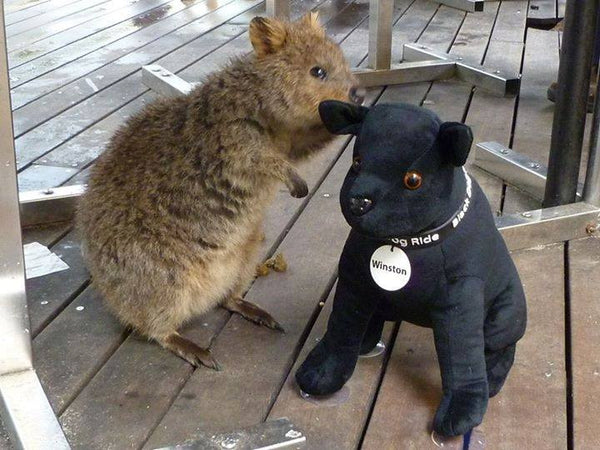 Black Dog Ride Mascot Winston visits with a Quokka on Rottnest Island